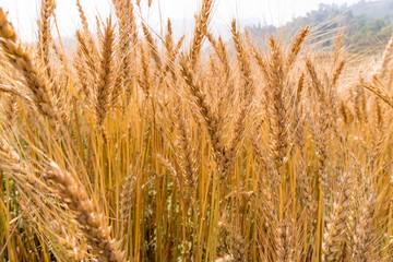 Golden Cornish Barley crops in a field ready for harvest