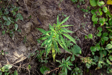 Wild marijuana or cannabis plant grows on the side of the road