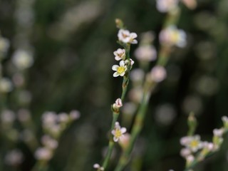 Horsetail Knotgrass (Polygonum equisetiforme), Crete