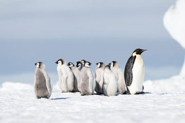 Fototapeta na wymiar Emperor Penguin with chicks at Snow Hill