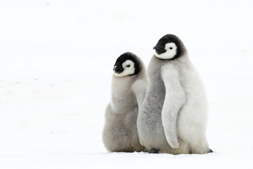 Emperor Penguins chicks on ice in Antarctica - obrazy, fototapety, plakaty