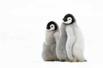 Tragetasche Kaiserpinguine Küken auf Eis in der Antarktis © Silver