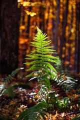 backlit fern in autumn forest © Melinda Nagy