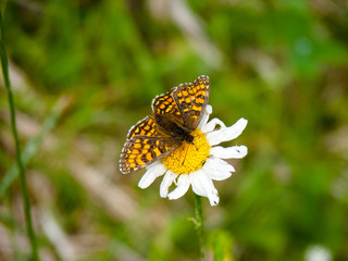 Papillon sur une fleur