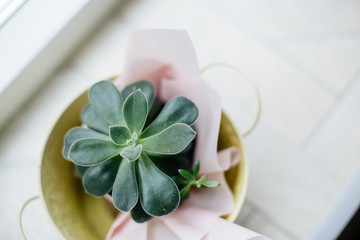 Tiny succulents in concrete pot.