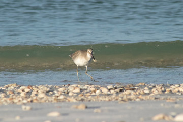 Beach Bird Eating