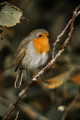 Fototapeta premium 1