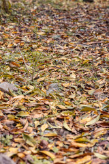 Yello and orange fall leaves