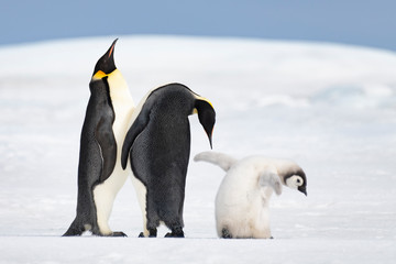 Fototapeta na wymiar Two Emperor Penguins with chick at Snow Hill