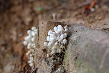 Tiny wild mushroom grows on the corner