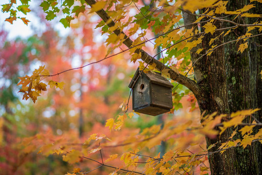 Birdhouse Autumn