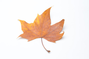 Hoja seca, otoñal, recién caida de un árbol