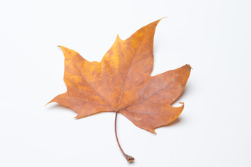 Hoja seca, otoñal, recién caida de un árbol