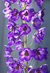 Fototapeta na wymiar Delphinium Flower blossom cluster