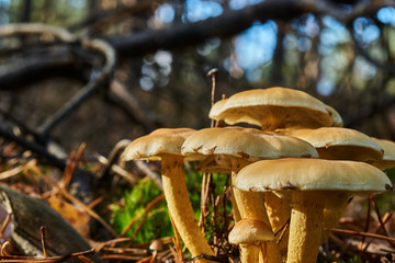Group of mushrooms on light green moss against a blurred background with the bokeh of the radiant...