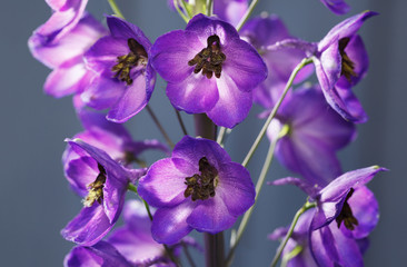 Violet-blue Delphinium flower