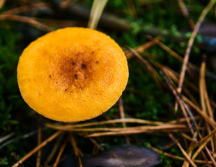 Orange and yellow light cap of a mushroom on the forest floor from above