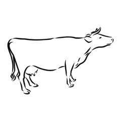 vector illustration of a cow , sketch 