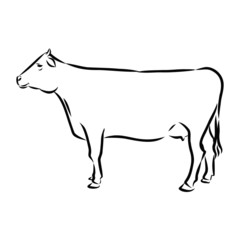 vector illustration of cow