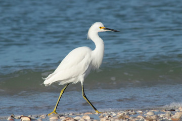 White Bird on beach