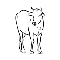 Fototapeta na wymiar vector illustration of a cow