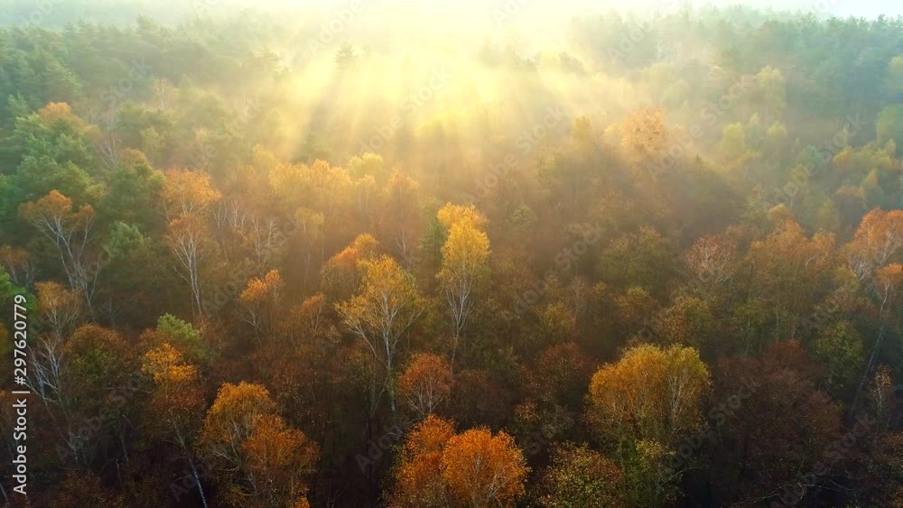 Poster mixed european autumn forest. flying over beautiful color autumn trees in foggy sunrise. sun rays br