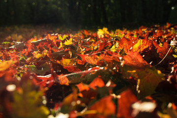 autumn leaves on ground, colorful autumn leaves, red, yellow, brown