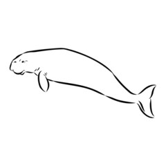 Obraz premium vector illustration of manatee, sketch 