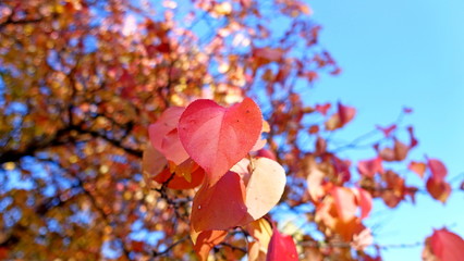  Yellow leaves of plants in October. Autumn background for the designer. Colors of autumn