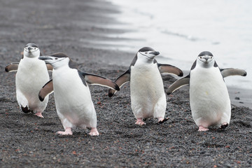 Chinstrap Penguins on the beach