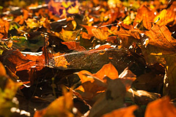 autumn leaves on ground, colorful autumn leaves, red, yellow, brown
