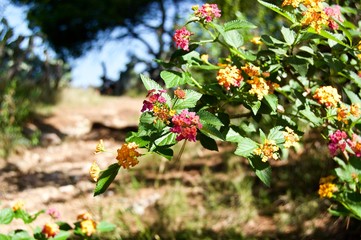 Obraz premium red flowers in the garden