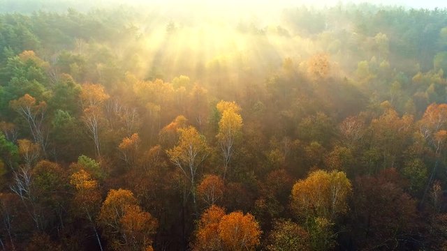 Mixed european autumn forest. Flying over beautiful color autumn trees in foggy sunrise. Sun rays breaking through the trees. Aerial view