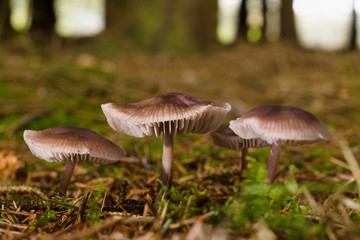 Mycena pura or Lilac Bonnet fruiting body also known as the Lilac Bellcap a poisonous fungi common in forests
