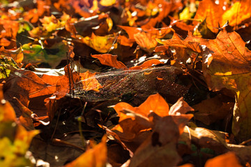 autumn leaves on ground, colorful autumn leaves, red, yellow, brown