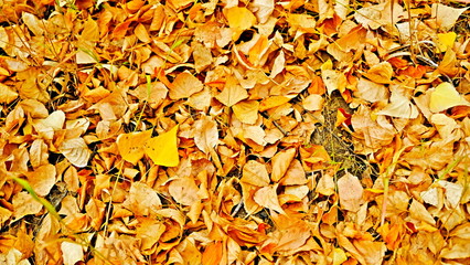  Yellow leaves of plants in October. Autumn background for the designer. Colors of autumn