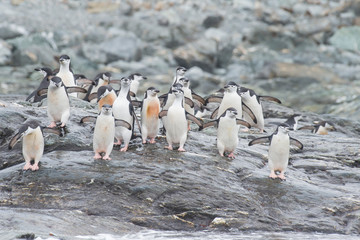 Chinstrap Penguins on the beach
