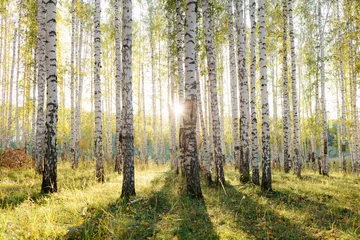 Fototapeten Birkenhain im goldenen Sonnenlicht. Stämme mit weißer Rinde und gelben Blättern. Naturwaldlandschaft im Frühherbst. Ural, Russland © Vitaliy Kaplin