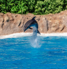 Fototapeta premium Dolphin show in the Loro Parque,