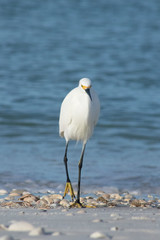 White Beach Bird coming towards