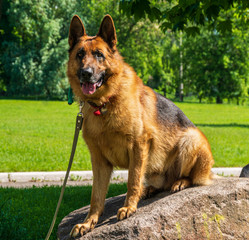 Purebred German Shepherd Dog Portrait in Park. Domestic Animal Outdoors