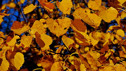  Yellow leaves of plants in October. Autumn background for the designer. Colors of autumn