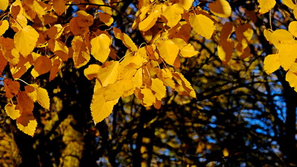  Yellow leaves of plants in October. Autumn background for the designer. Colors of autumn