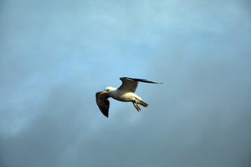 Möve im Flug