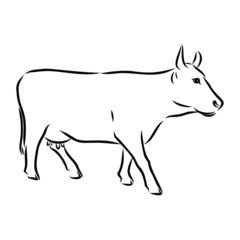Obraz na płótnie Canvas vector illustration of a cow, sketch 