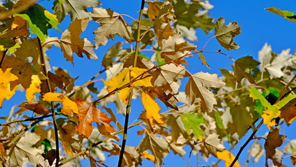  Yellow leaves of plants in October. Autumn background for the designer. Colors of autumn