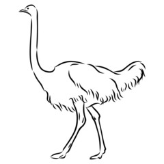 vector illustration of ostrich, sketch 