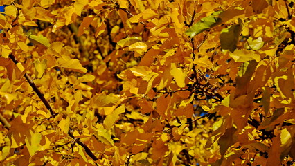  Yellow leaves of plants in October. Autumn background for the designer. Colors of autumn