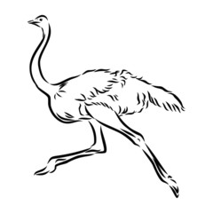 silhouette of bird ostrich