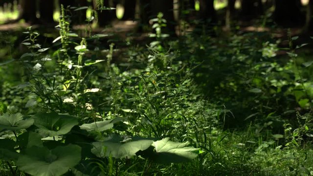 On a clearing in the forest grow grasses, stinging nettles and big burdock. Dark green static film with original sound.